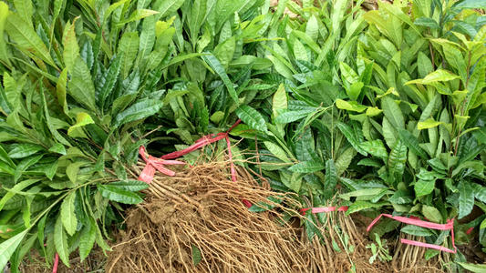 贵州杨梅苗种植 贵州杨梅苗种植