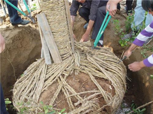 贵州杨梅苗基地 贵州杨梅苗基地