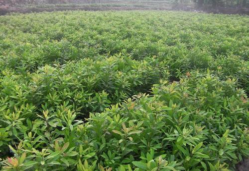 贵州杨梅苗培育基地