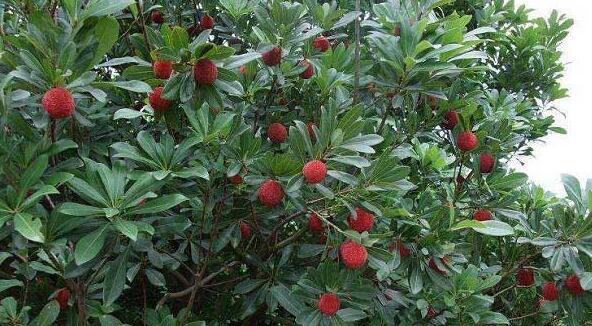 杨梅树苗什么时候种植？