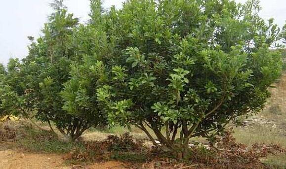 杨梅苗种植基地