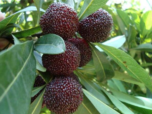 杨梅苗种植基地