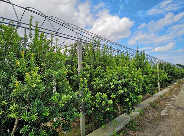 杨梅苗种植基地 杨梅苗种植基地