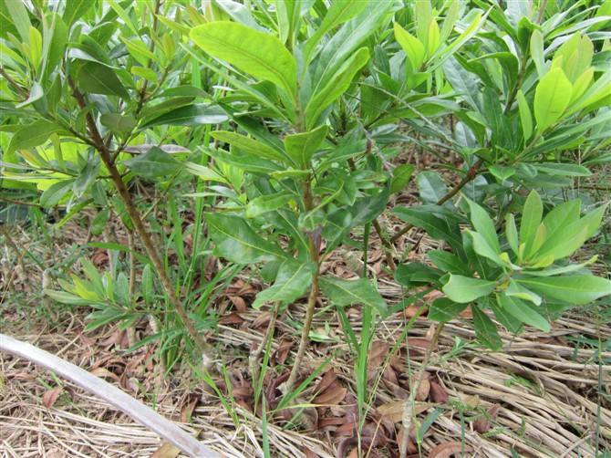 杨梅苗种植基地 杨梅苗种植基地