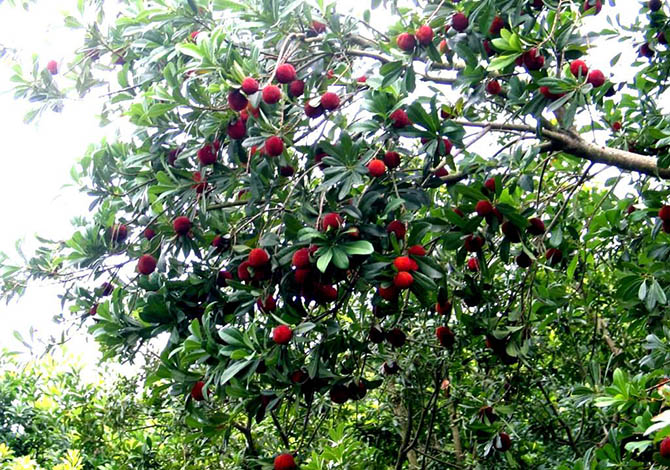 贵州杨梅苗 贵州杨梅苗