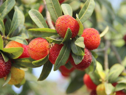 贵州杨梅苗基地 贵州杨梅苗基地