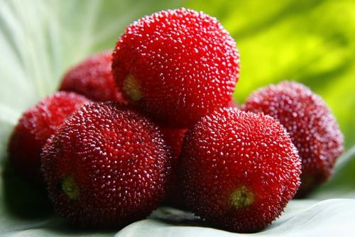 贵阳杨梅苗种植基地 贵阳杨梅苗种植基地