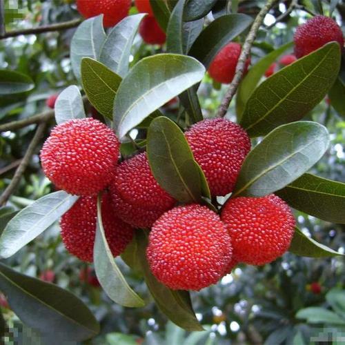 贵州杨梅苗 贵州杨梅苗