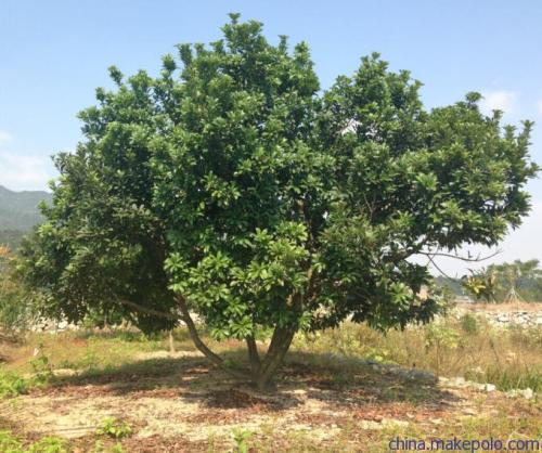 贵州杨梅苗 贵州杨梅苗