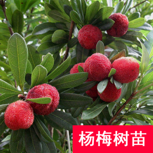 贵州杨梅树苗 贵州杨梅树苗