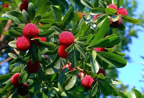 贵阳可以摘杨梅的地方