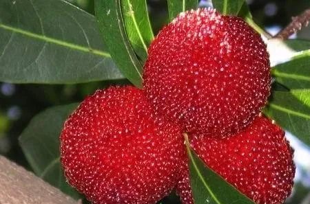 贵阳杨梅苗种植基地