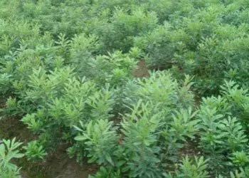 杨梅苗种植基地 杨梅苗种植基地