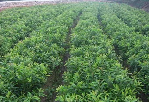 贵州杨梅苗基地 贵州杨梅苗基地