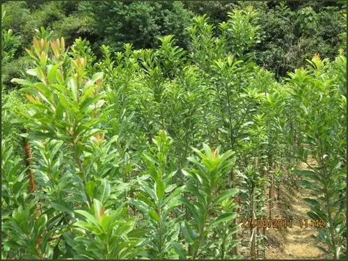 杨梅苗种植基地