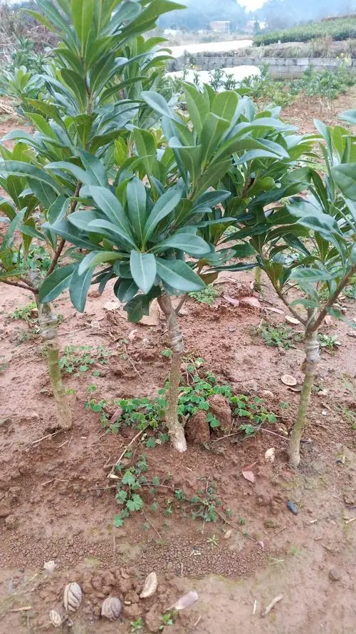 贵阳杨梅苗 贵阳杨梅苗