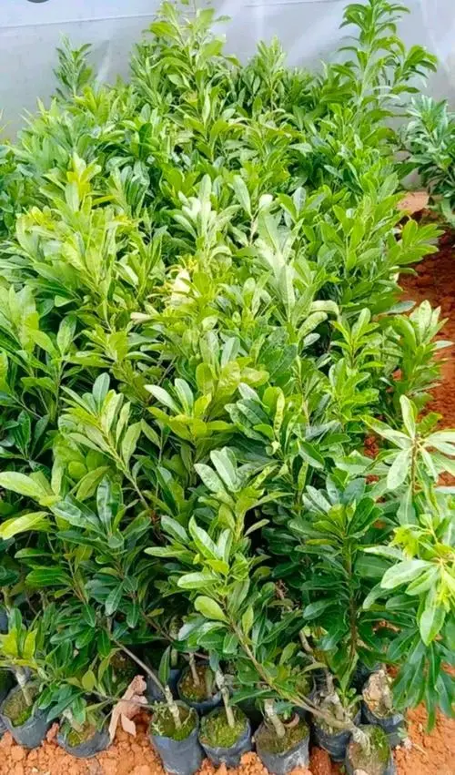 杨梅苗培育基地