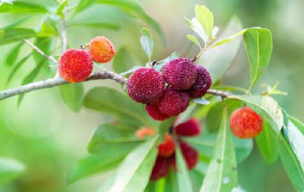 贵州杨梅培育基地