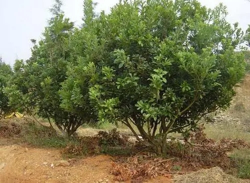 贵阳杨梅种植基地 贵阳杨梅种植基地