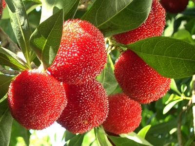 贵阳杨梅苗批发