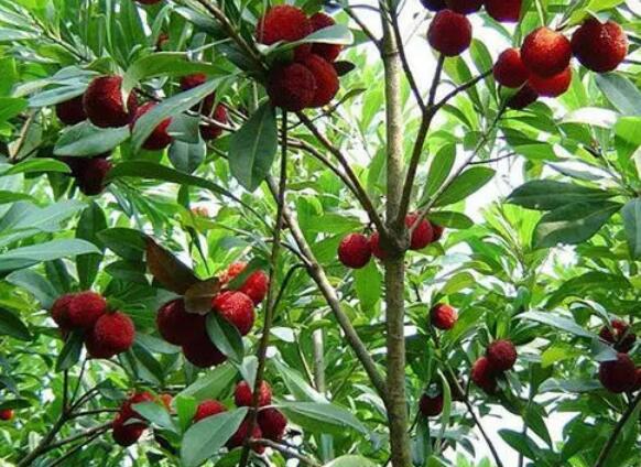 贵阳杨梅苗 贵阳杨梅苗