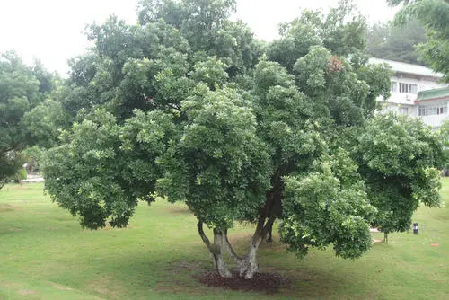 贵阳杨梅苗基地