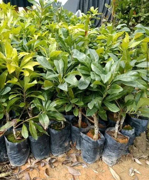 贵阳杨梅苗批发 贵阳杨梅苗批发